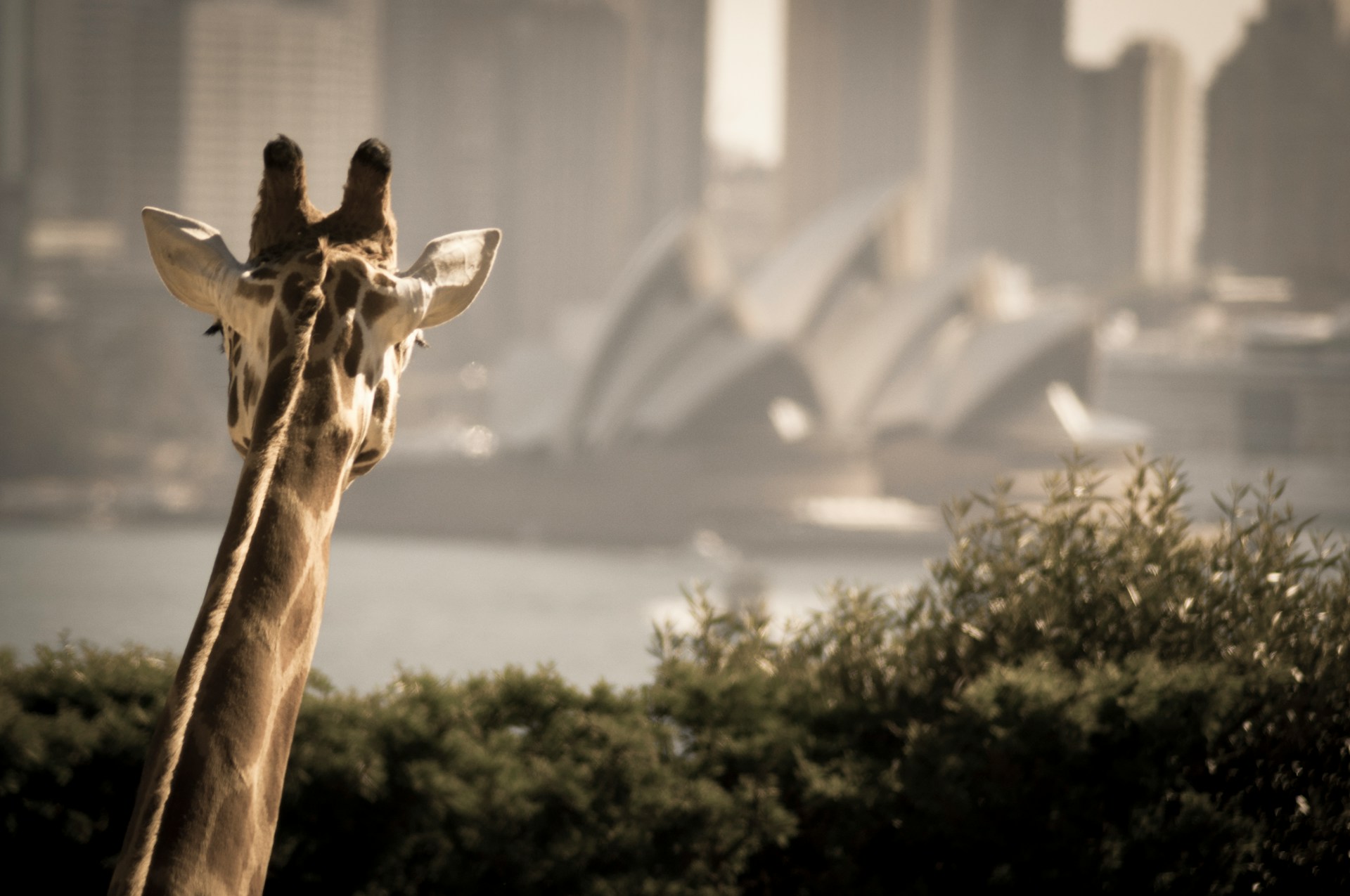 Taronga Zoo Sydney