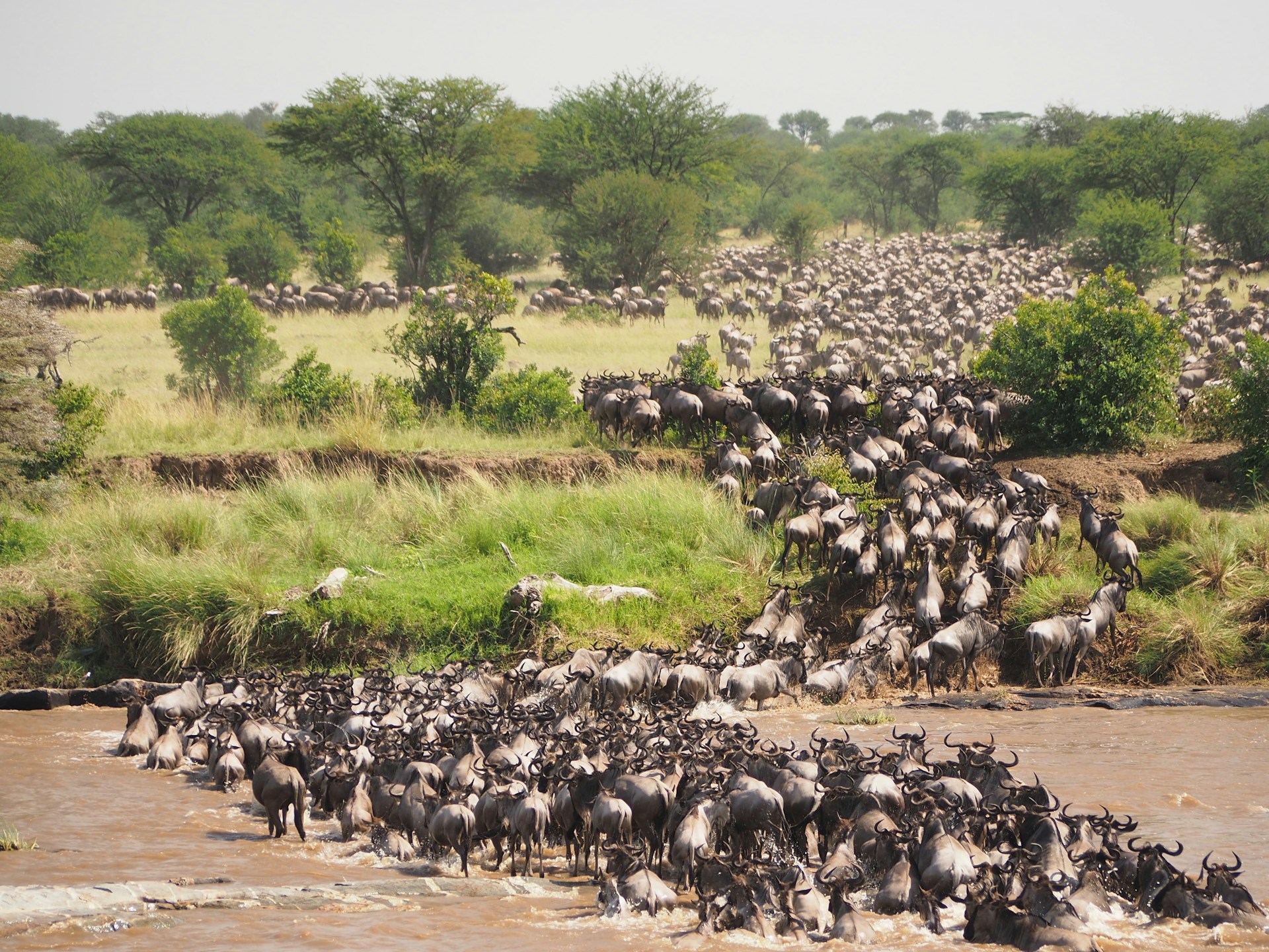 Masai Mara-2