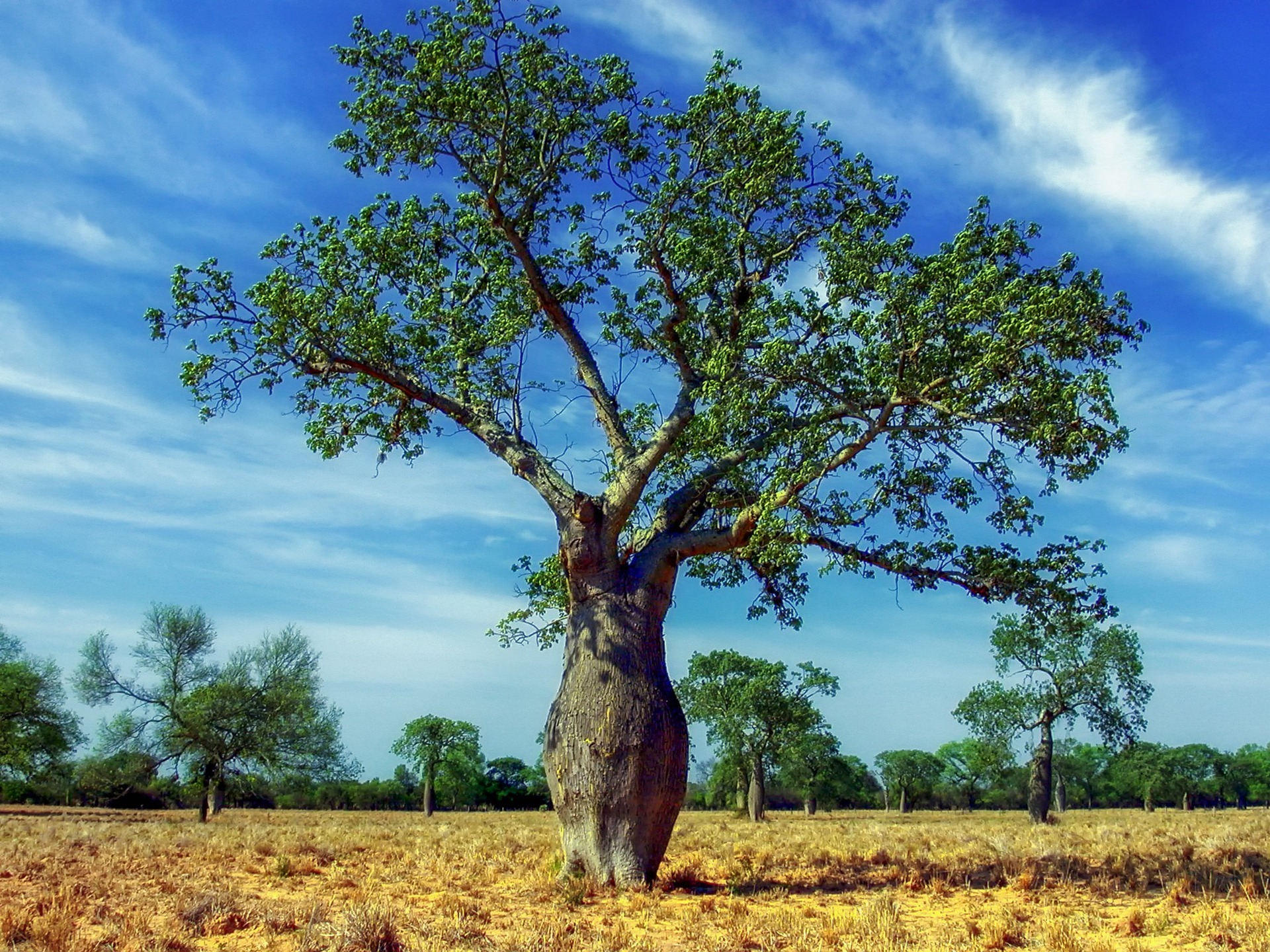 paraguay tree