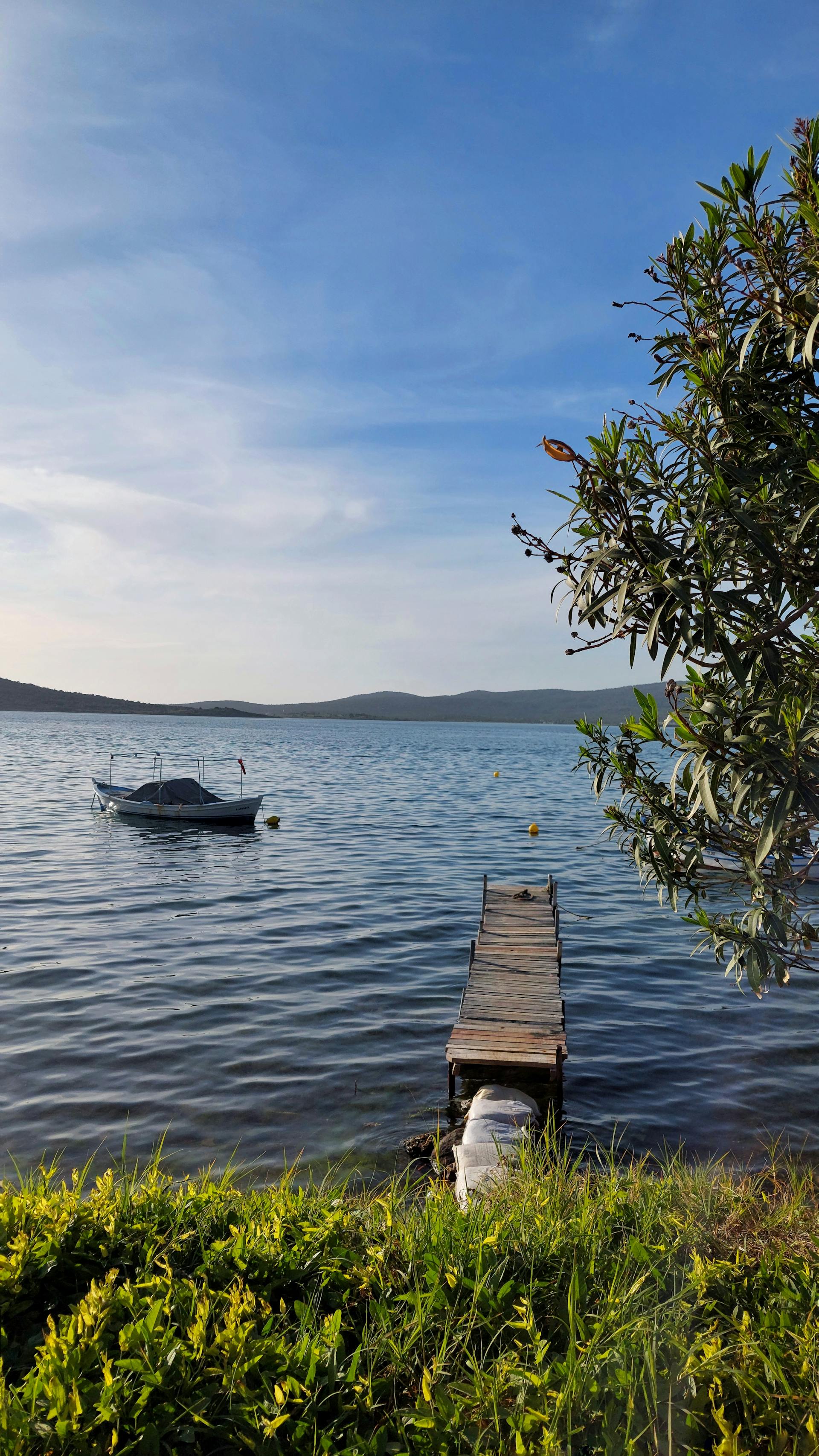 Ayvalık zeytinyağı-1